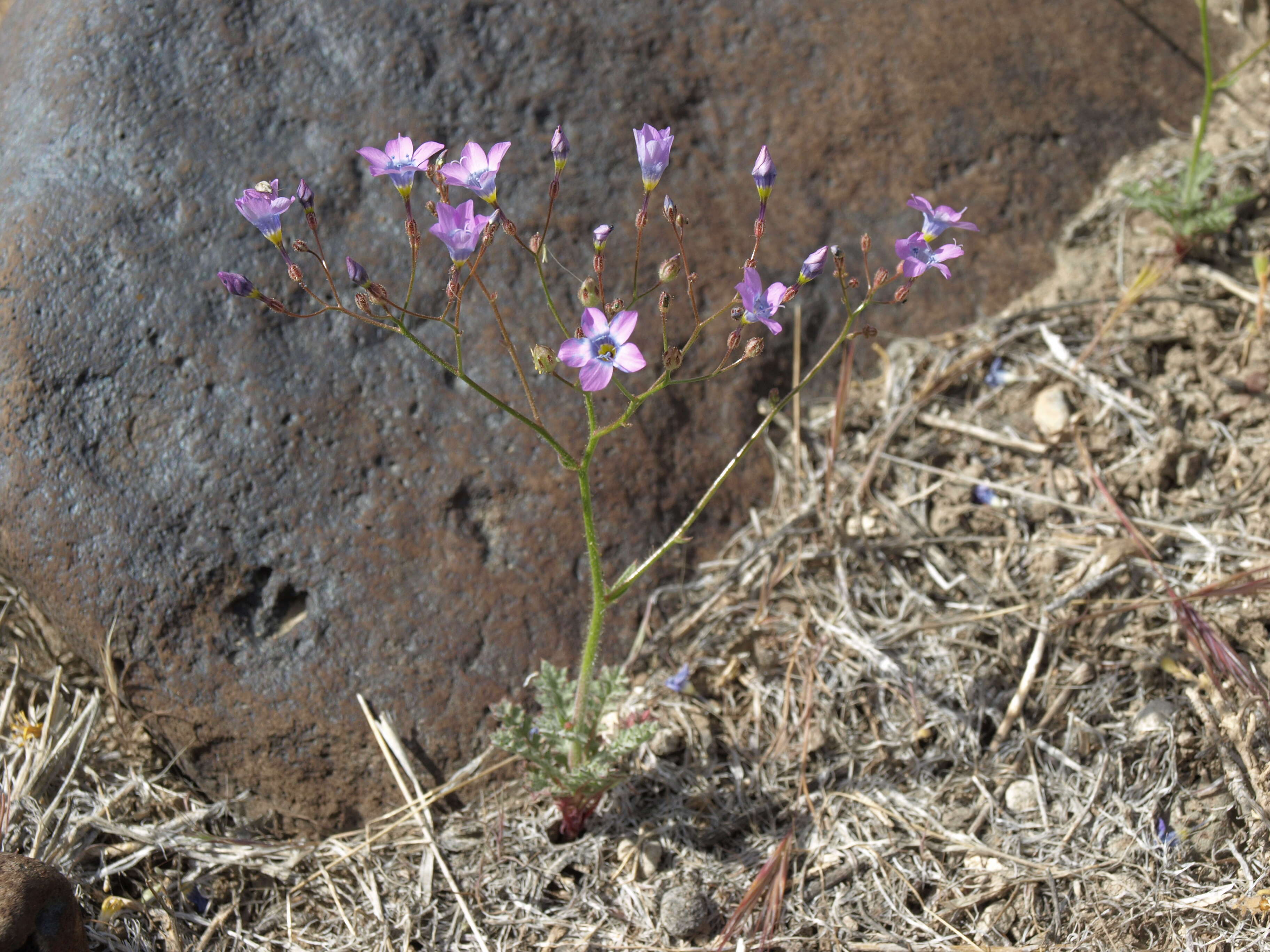 Image of showy gilia