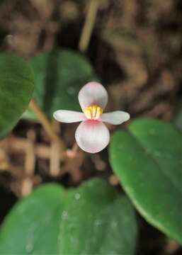 Image of Begonia elaeagnifolia Hook. fil.