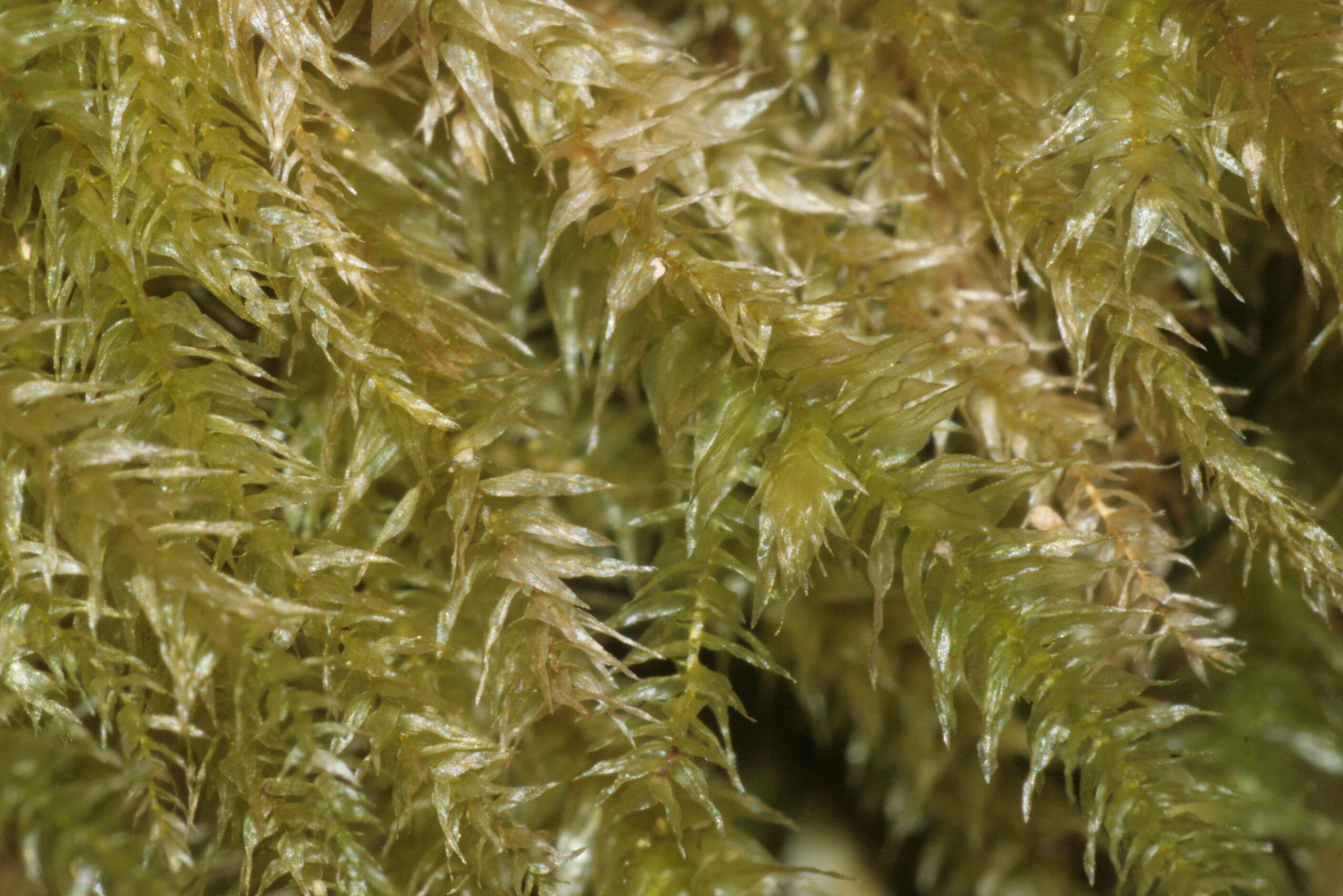 Image of common striated feather-moss