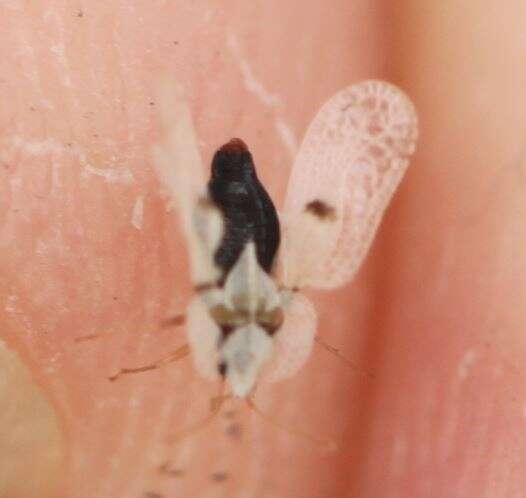 Image of Sycamore Lace Bug