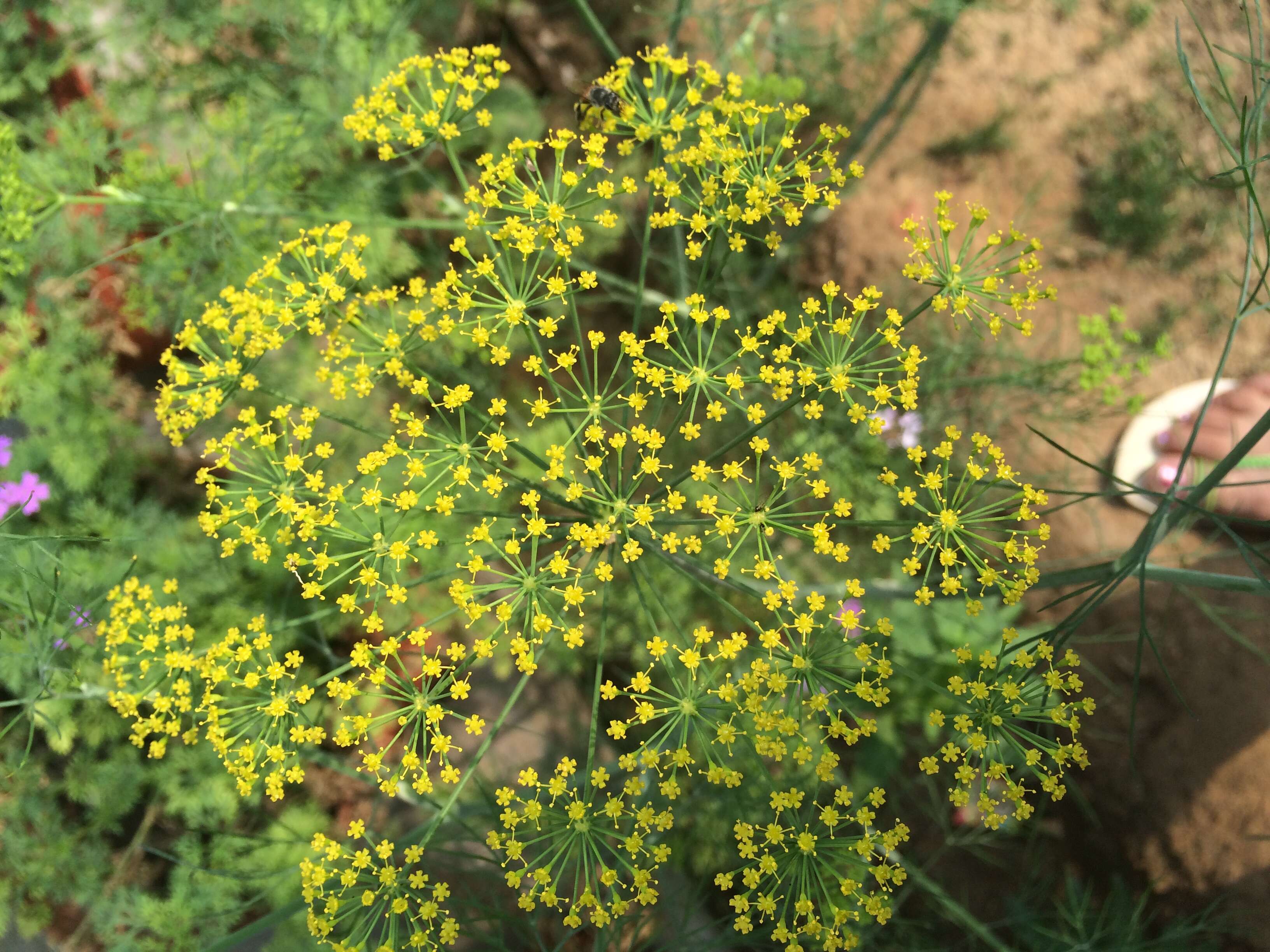 Sivun Zizia aptera (A. Gray) Fern. kuva