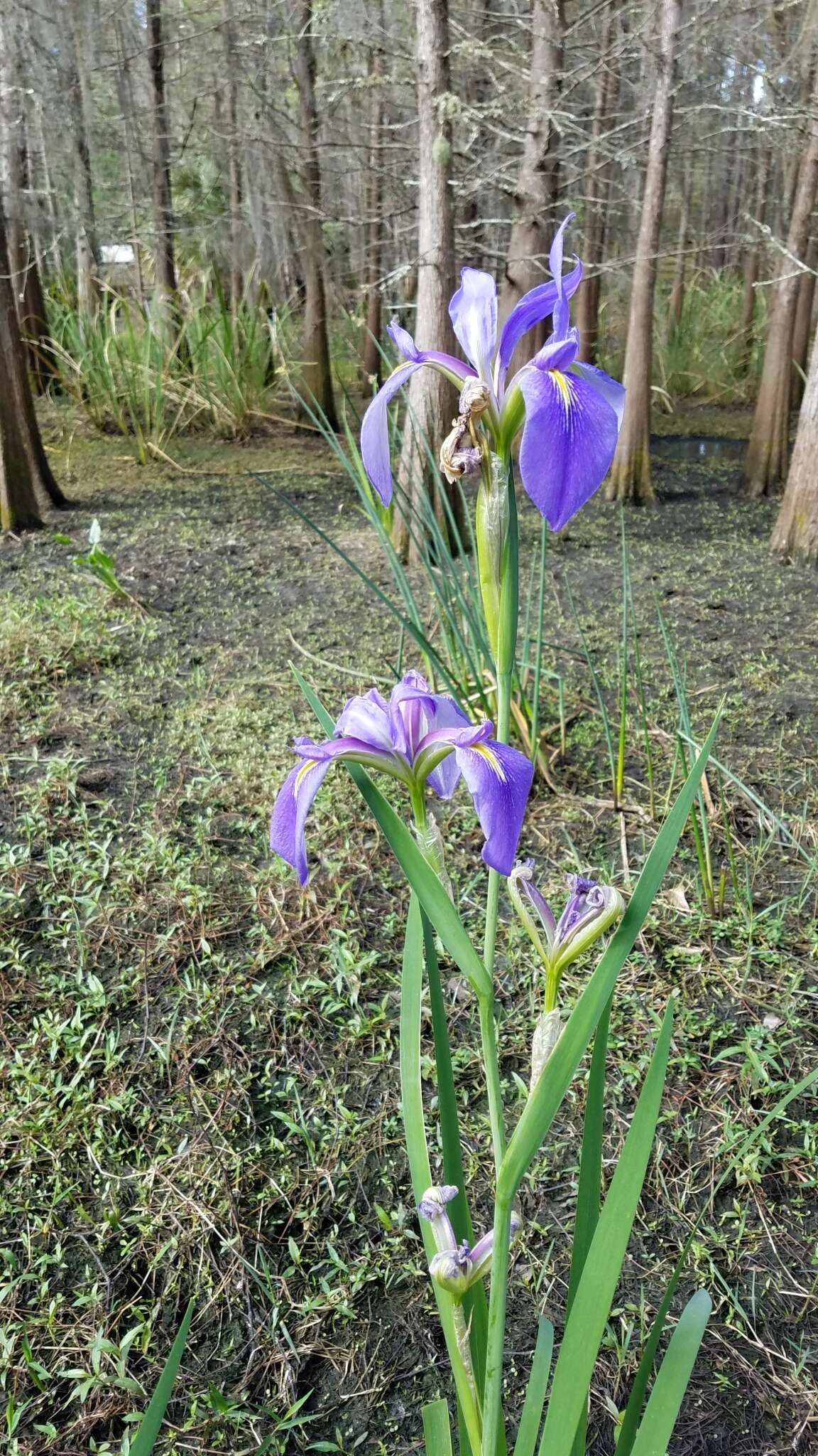 Sivun Iris hexagona Walter kuva