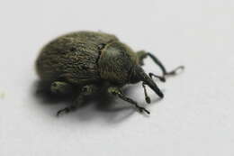 Image of Weevil