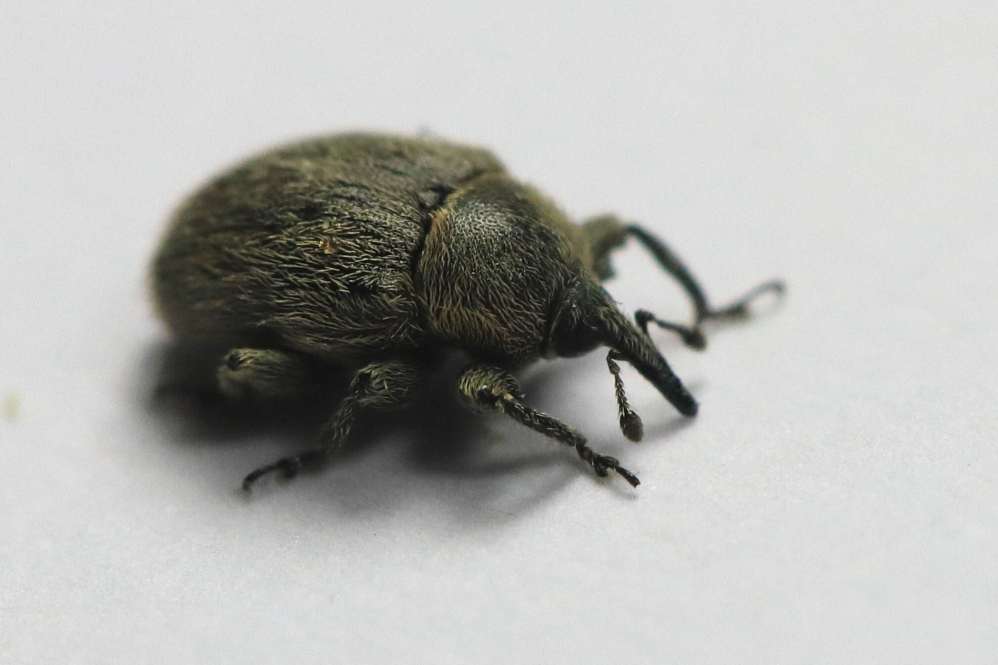 Image of Weevil