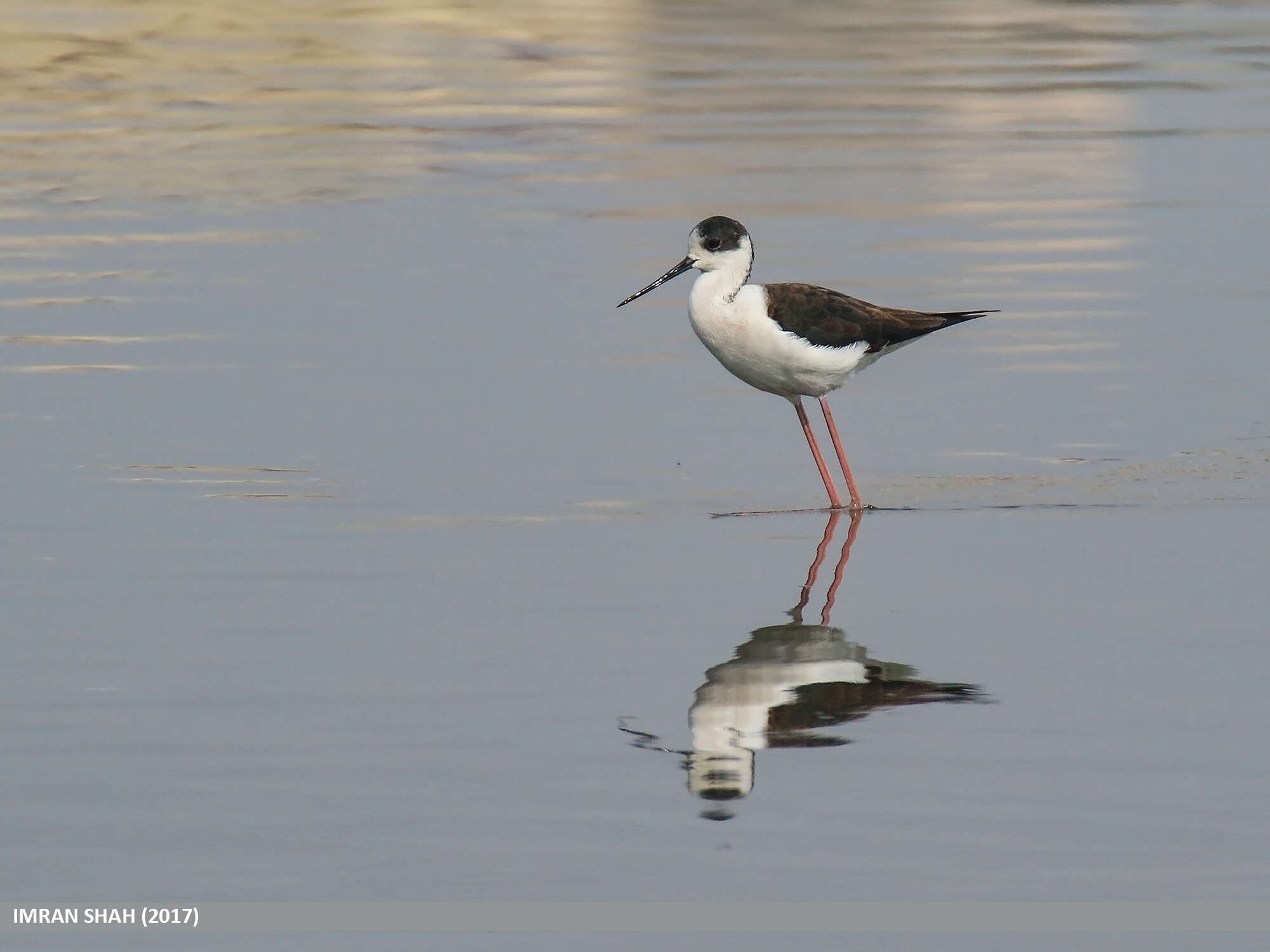 Image of Black-winged Stilt