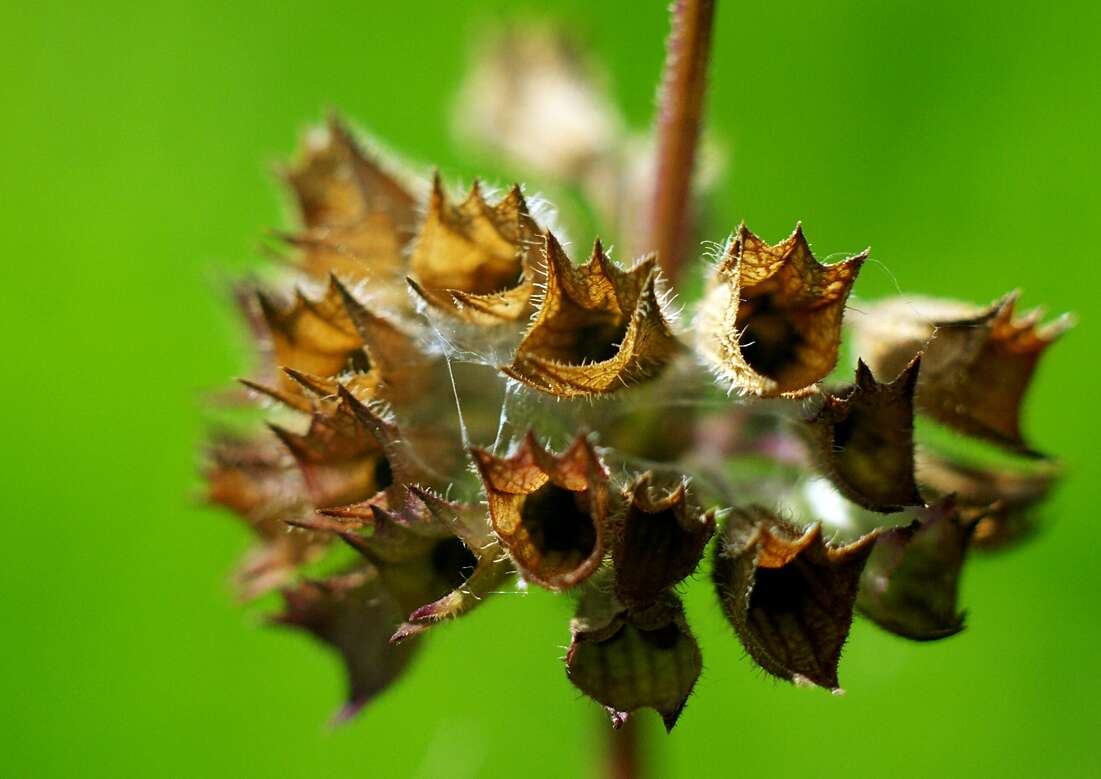 Image of Whorled Clary