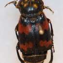 صورة Nicrophorus (Nicrophorus) japonicus (Harold 1877)