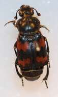 Image of Nicrophorus (Nicrophorus) japonicus (Harold 1877)