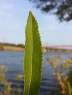 Image of Senecio sarracenicus L.