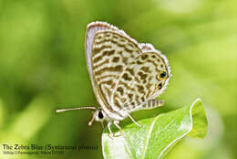 Image of Leptotes plinius