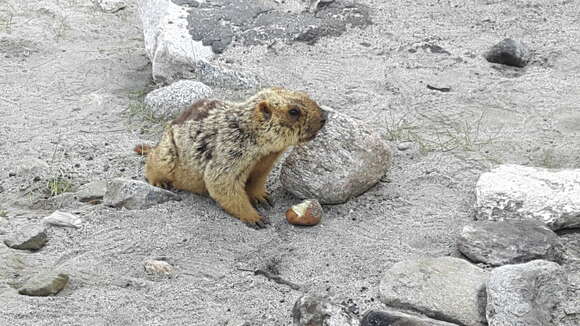 Image of Himalayan Marmot