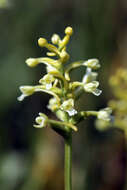 Image of Green Woodland Orchid