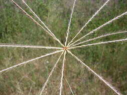 Image of Australian fingergrass