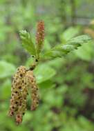 Image of Shrubby Birch