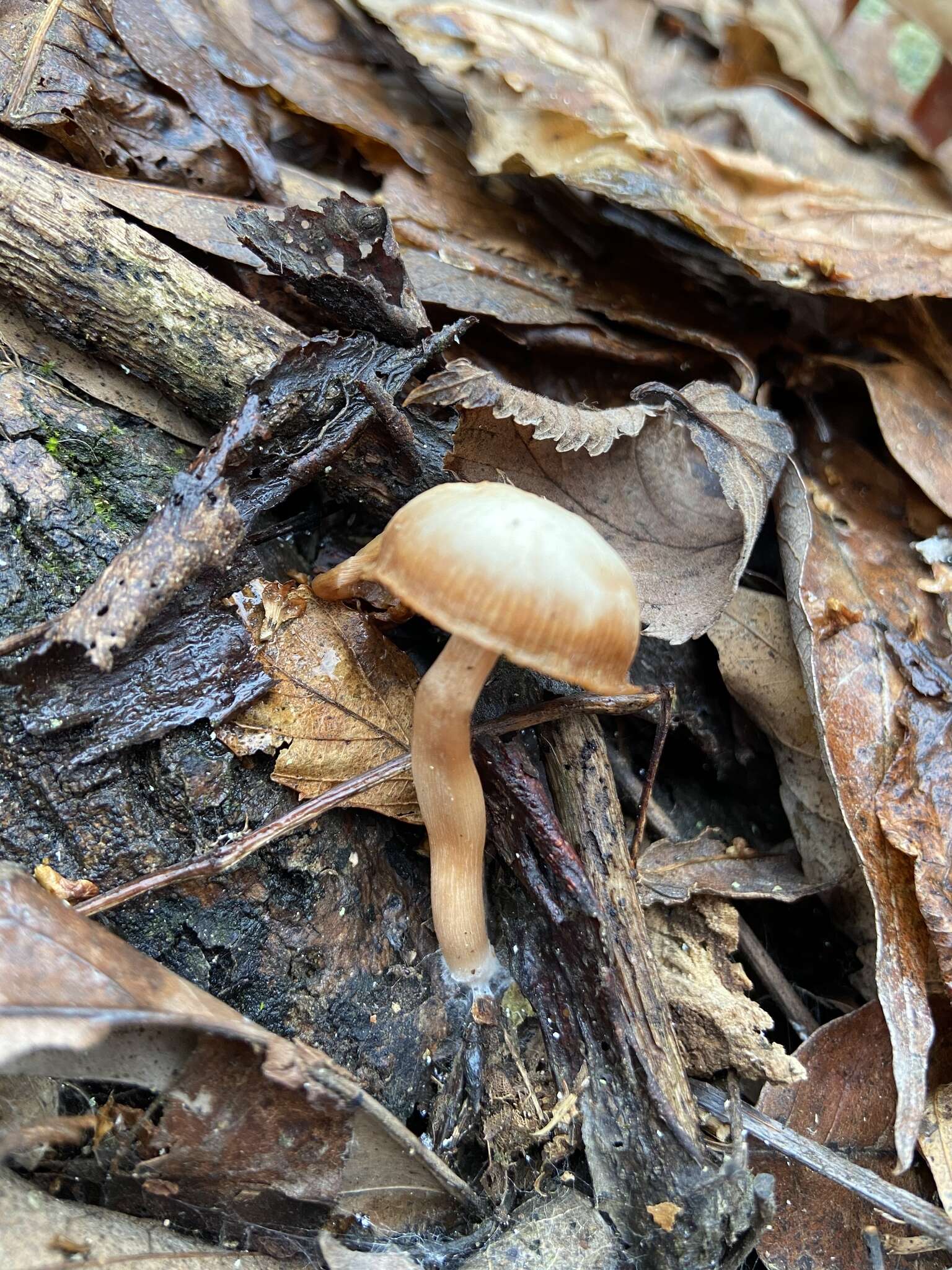 Image of Tubaria furfuracea (Pers.) Gillet 1876