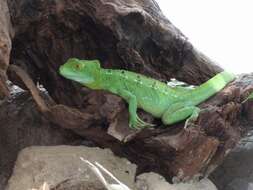 Image of Green Basilisk