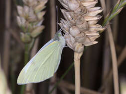 Image of small white