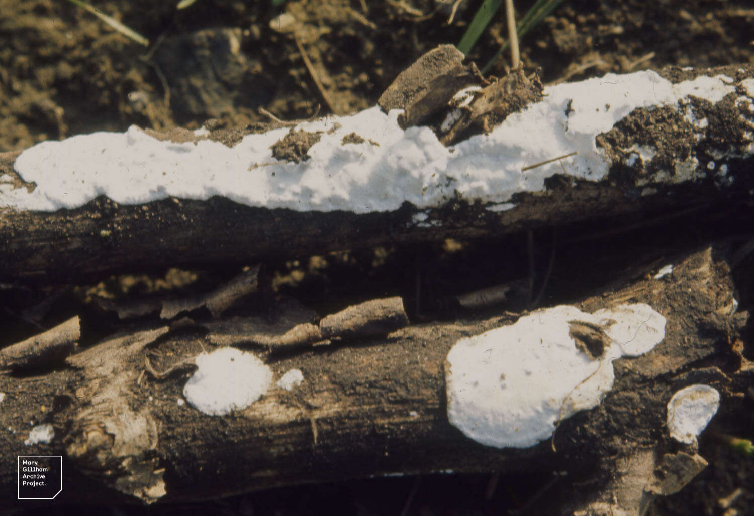 Image of Fibroporia vaillantii (DC.) Parmasto 1968