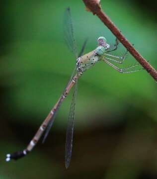 Image of Platylestes platystylus (Rambur 1842)