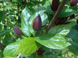 Image de Calycanthus floridus L.