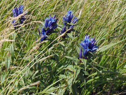 Image of Gentiana asclepiadea L.