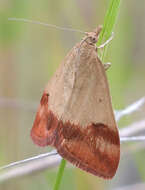 Image of Pyrausta semirubralis Packard 1873