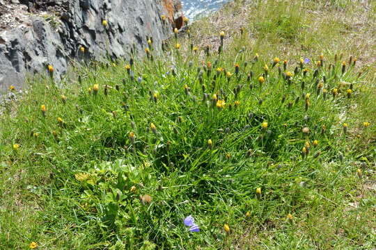 Scorzoneroides autumnalis subsp. autumnalis resmi