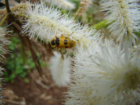 Image of Mimosa caesalpiniifolia Benth.