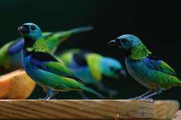 Image of Green-headed Tanager