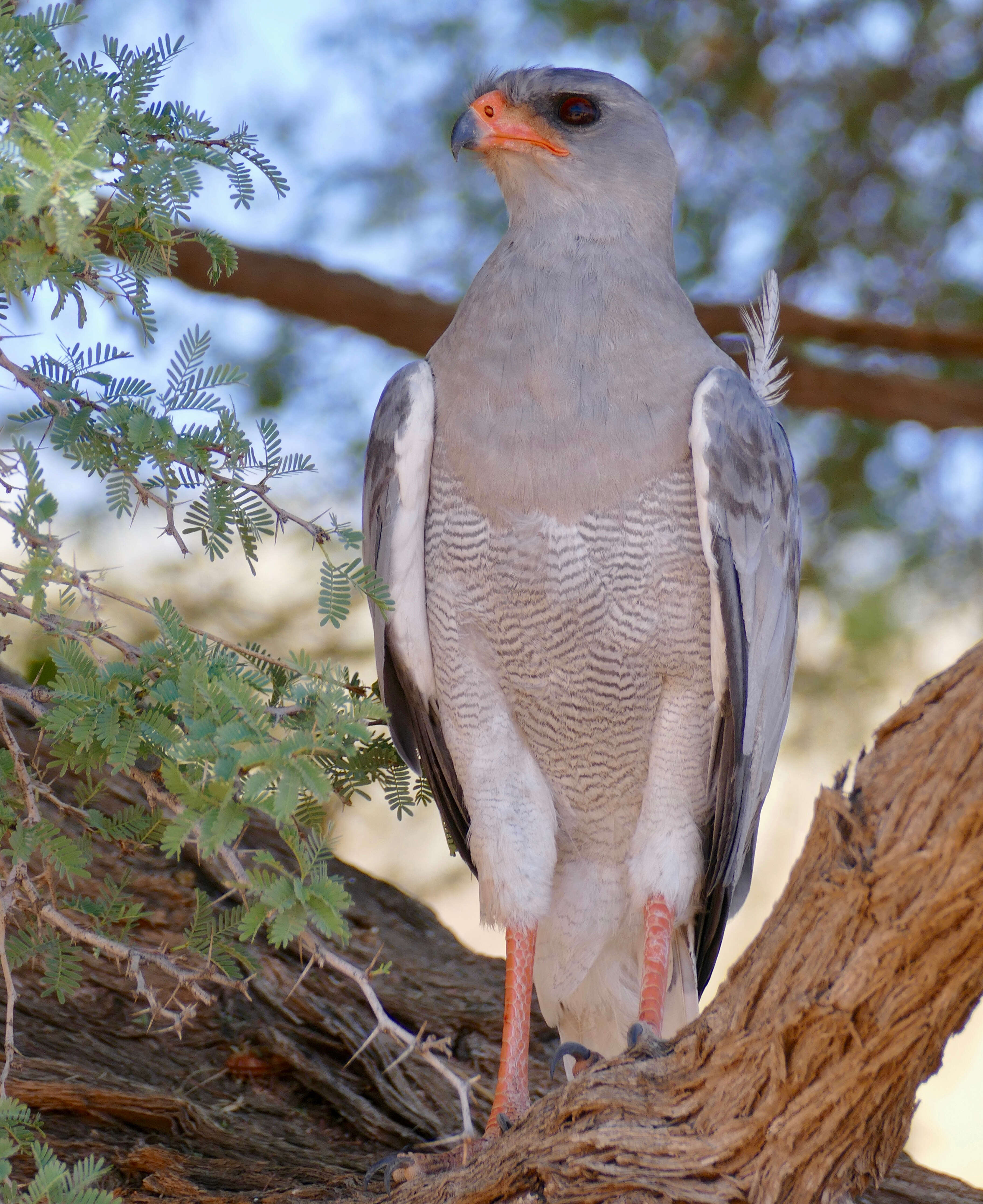 Image of Pale Chanting Goshawk