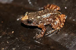 Image of miniature night frog