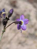 Image of Nevada gilia