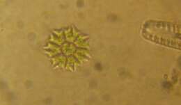 Image of Pediastrum Meyen 1829