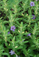 Image of oblongleaf snakeherb