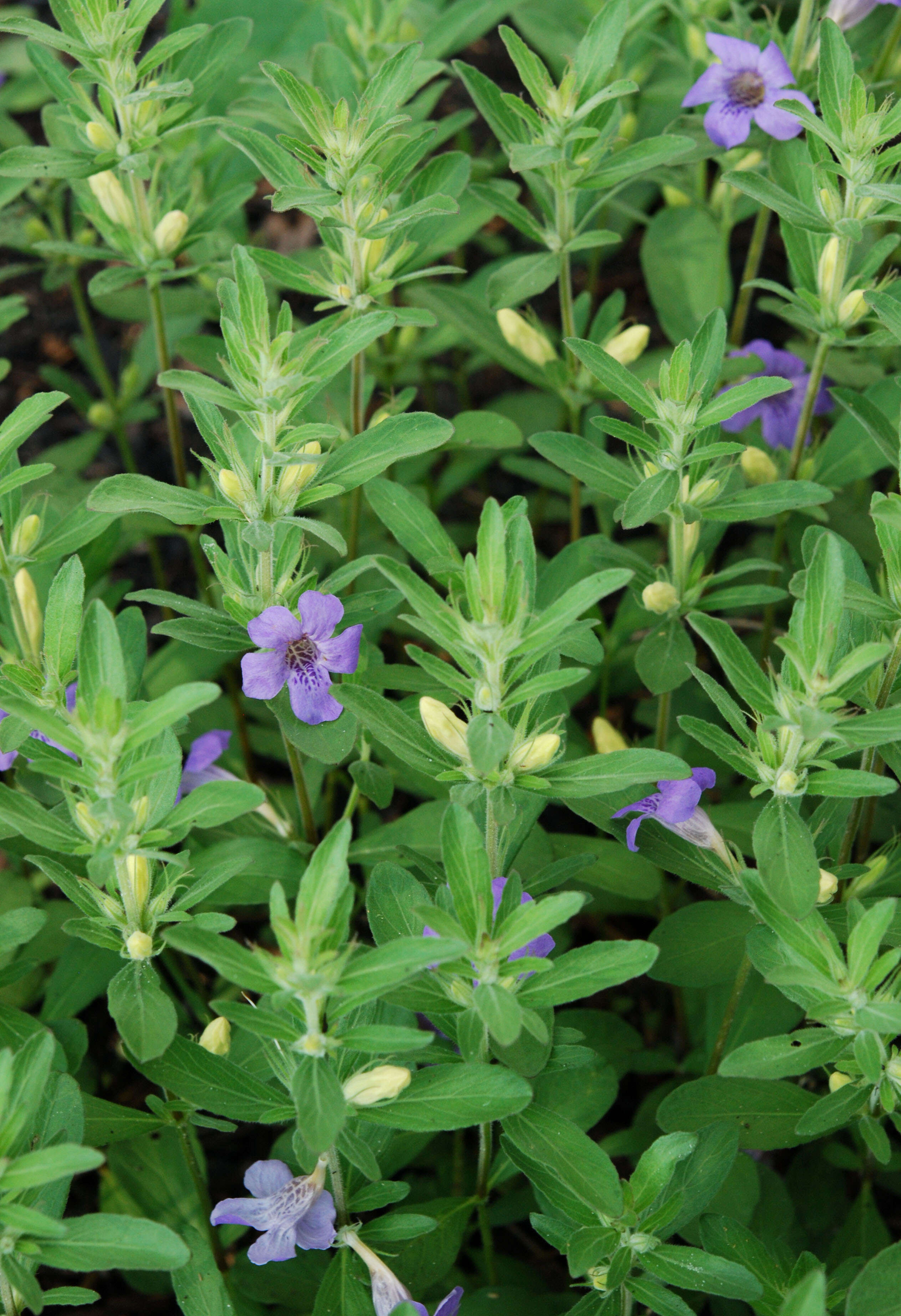 صورة Dyschoriste oblongifolia (Michx.) Kuntze