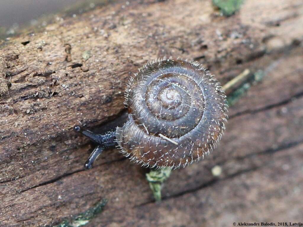 Image of Hairy Snail