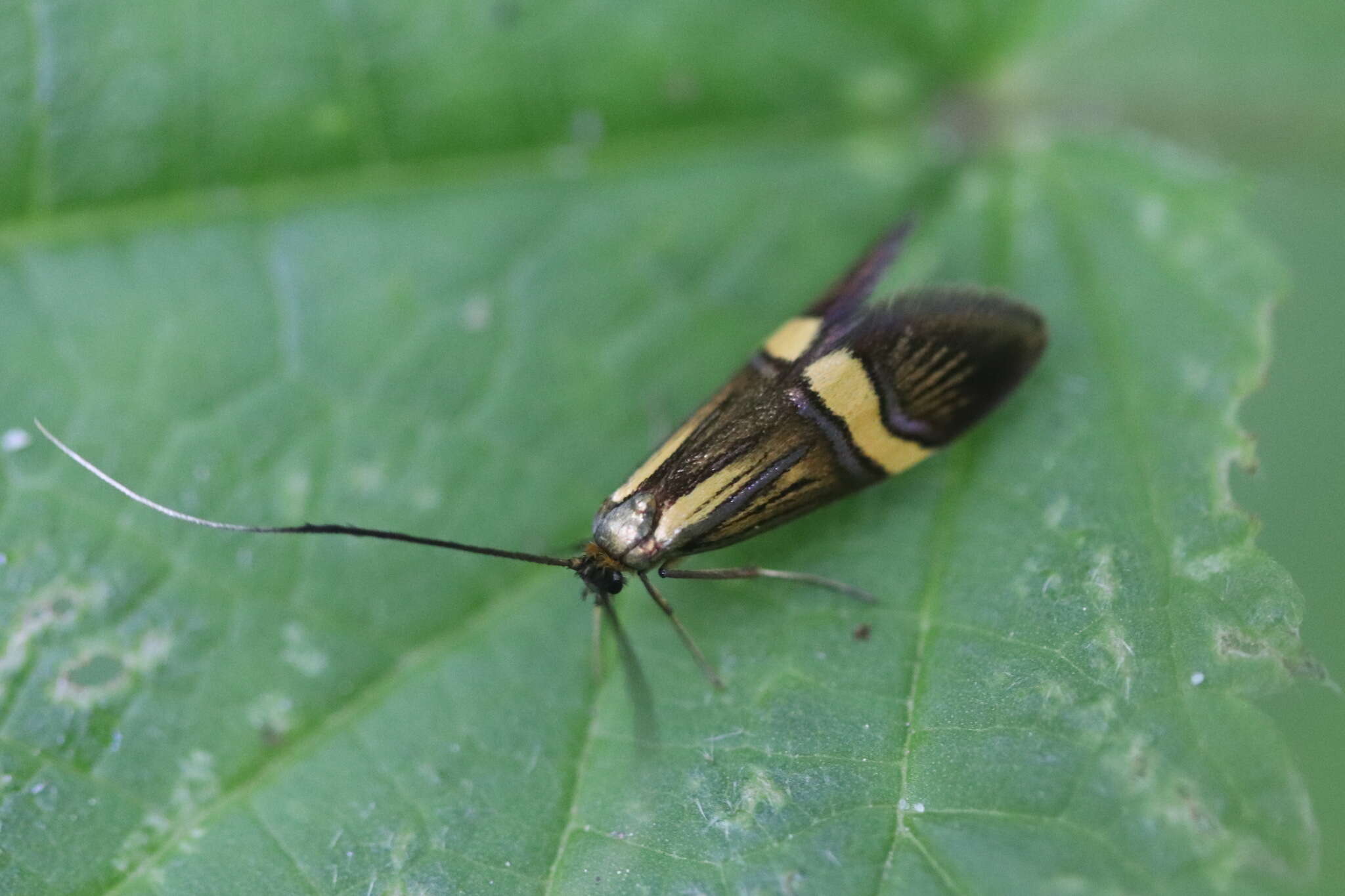 Imagem de Nemophora degeerella Linnaeus 1758