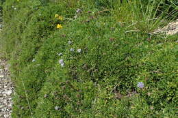 Image of Heart-leaf Globe Daisy