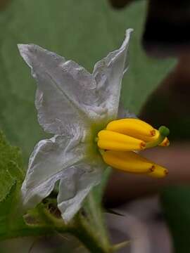 Plancia ëd Solanum carolinense L.