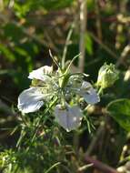 Nigella arvensis L. resmi