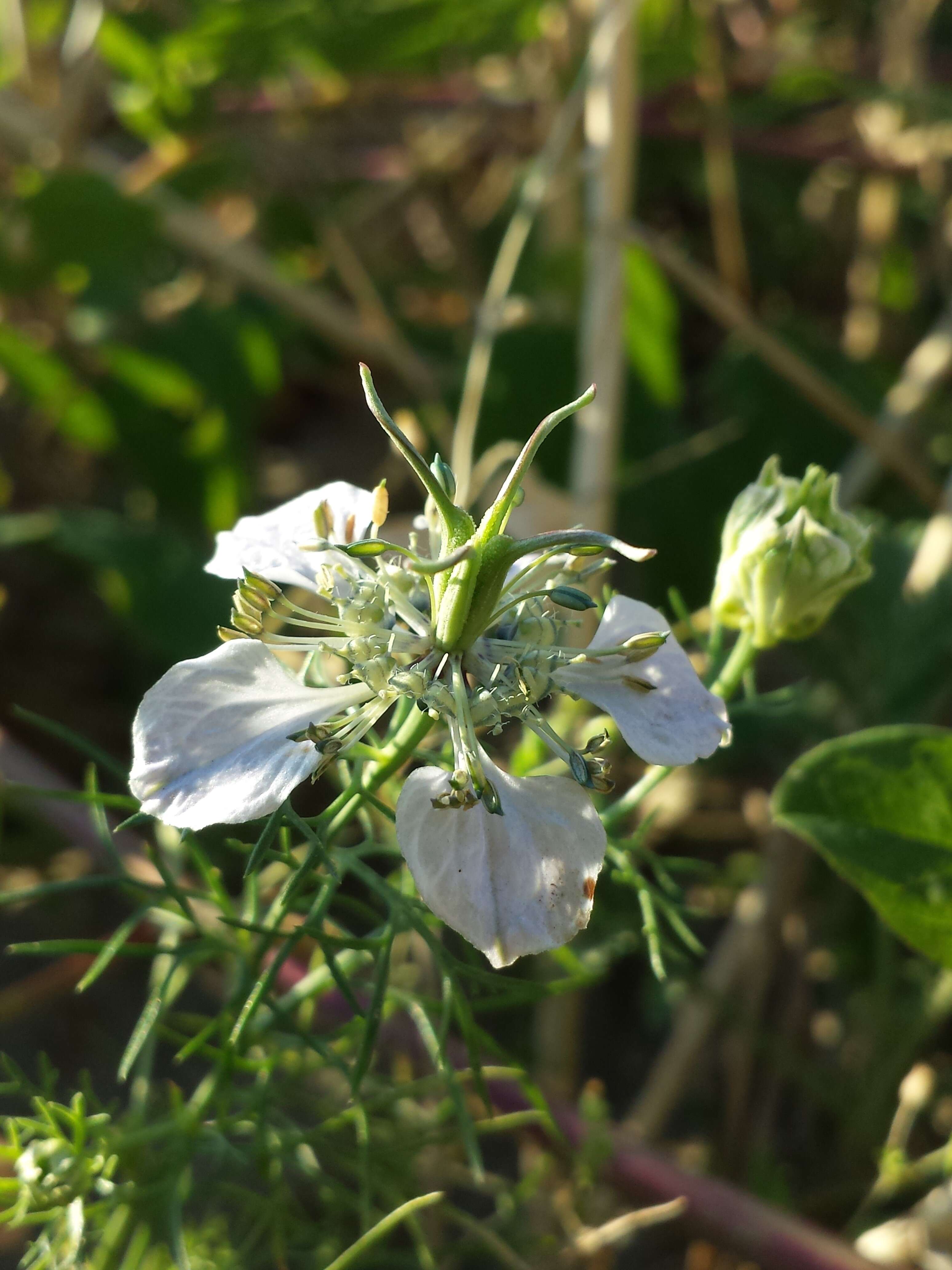 Nigella arvensis L. resmi