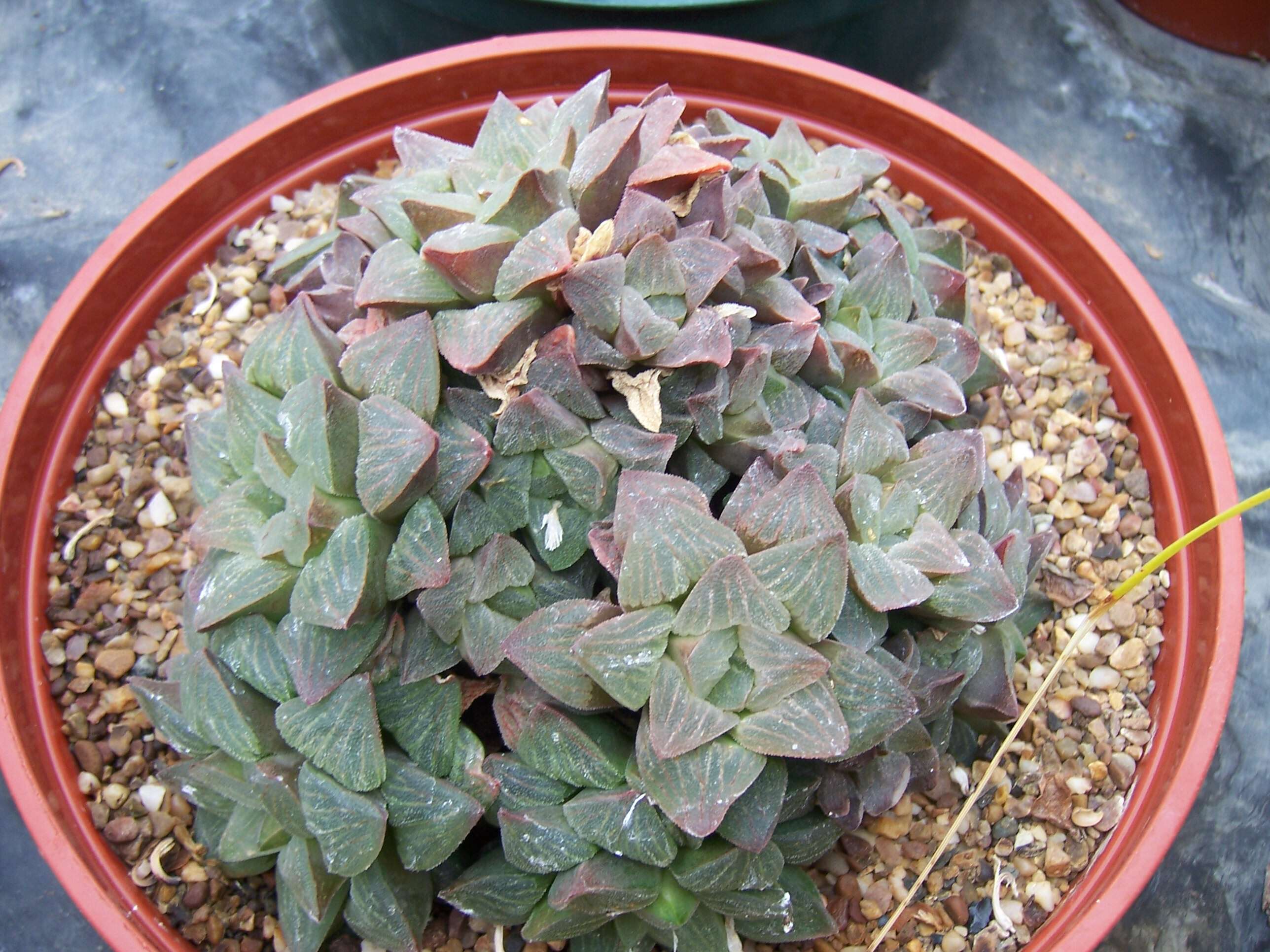 Слика од Haworthia pygmaea Poelln.