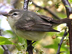 Vireo gilvus (Vieillot 1808) resmi