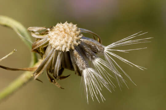 Image of tanseyleaf tansyaster