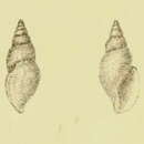 Image of Daphnella diluta G. B. Sowerby Iii 1896