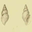 Plancia ëd Daphnella diluta G. B. Sowerby Iii 1896