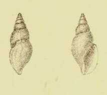 Imagem de Daphnella diluta G. B. Sowerby Iii 1896