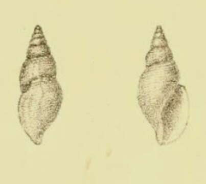 Imagem de Daphnella diluta G. B. Sowerby Iii 1896