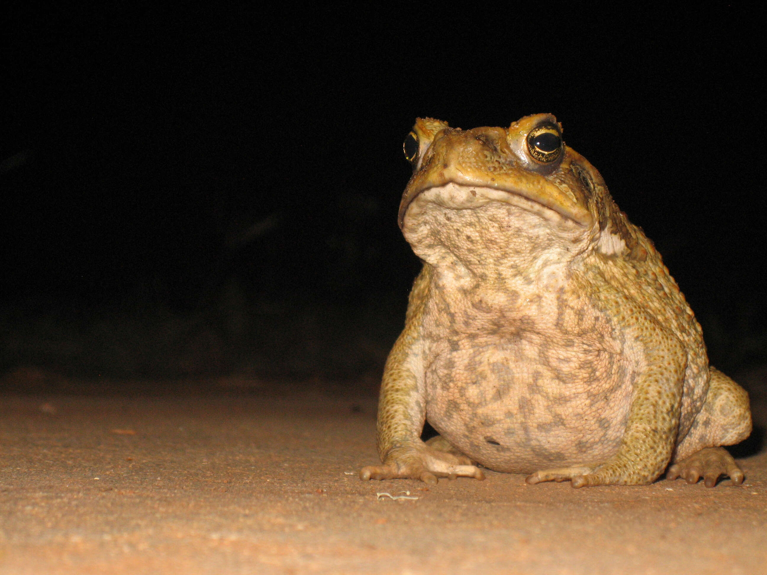 Image of Cane Toad