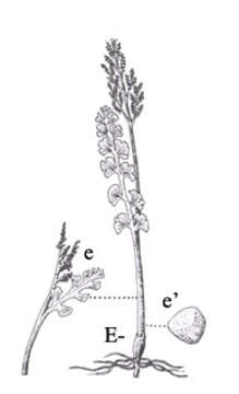 Image of Mingan moonwort